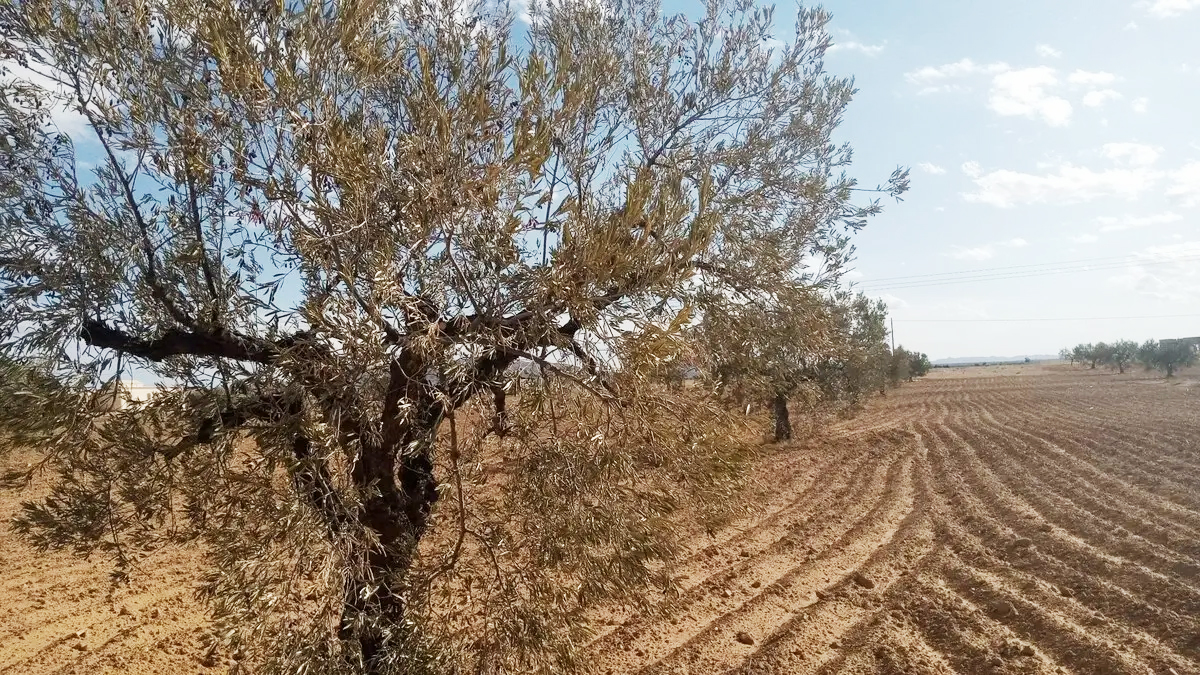 أغلبها أراضي "أحباس" و"عروش"..   3.8   مليون هكتار من المساحات الزراعية غير مستغلة.!